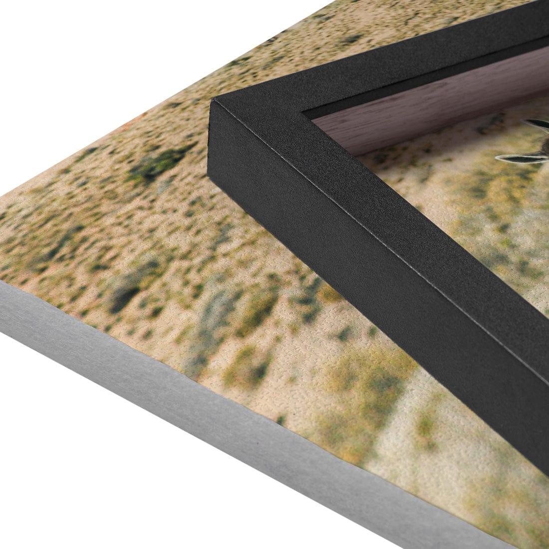 Quadro Decorativo Guanaco 2 | Crônicas na Bagagem