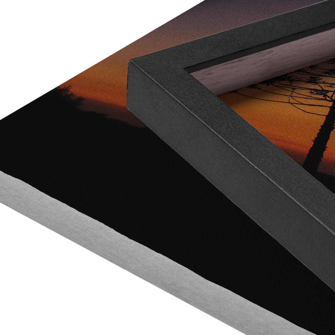Quadro Decorativo Araucária | Crônicas na Bagagem