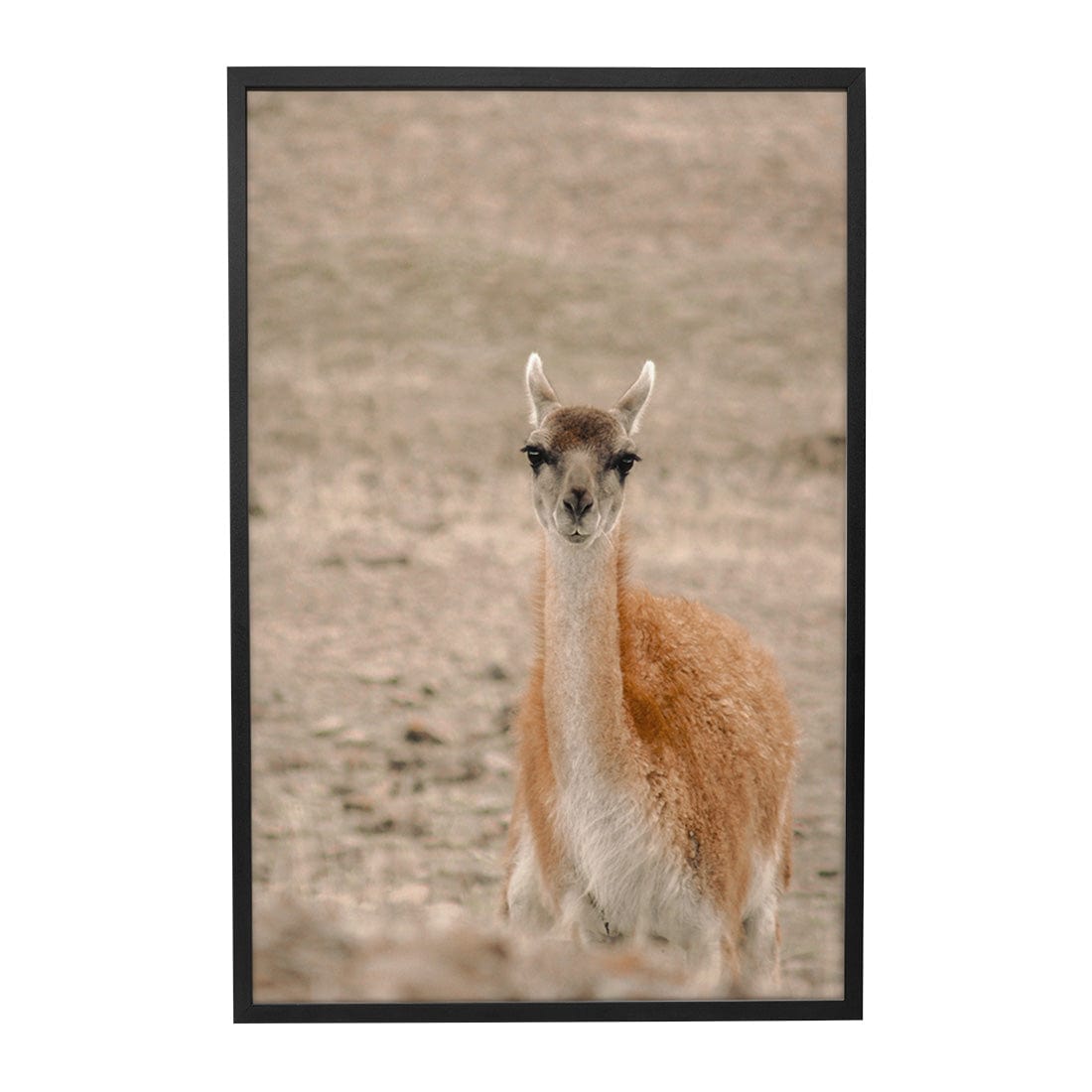 Quadro Decorativo Guanaco 1 | Crônicas na Bagagem