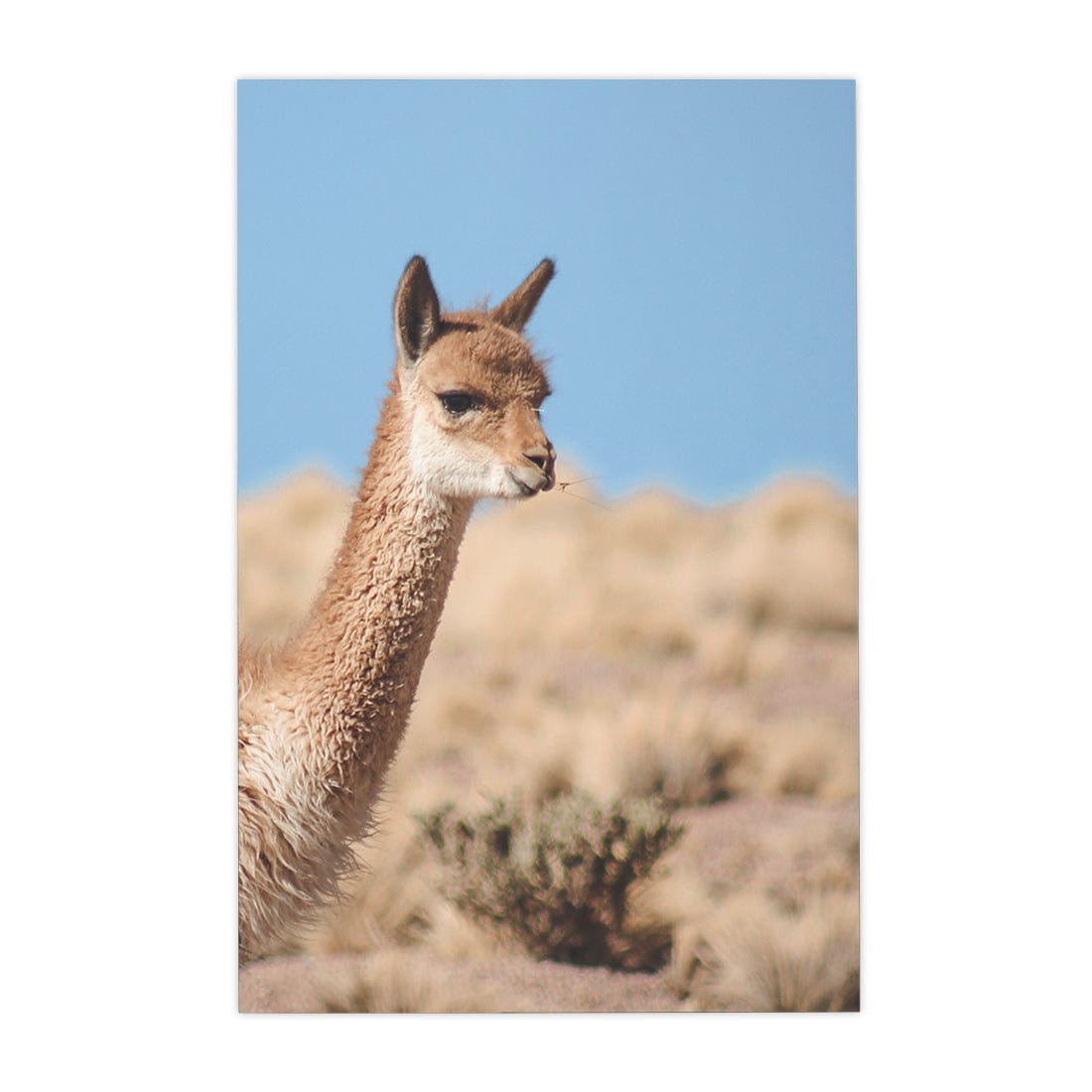 Quadro Decorativo Guanaco 4 | Crônicas na Bagagem