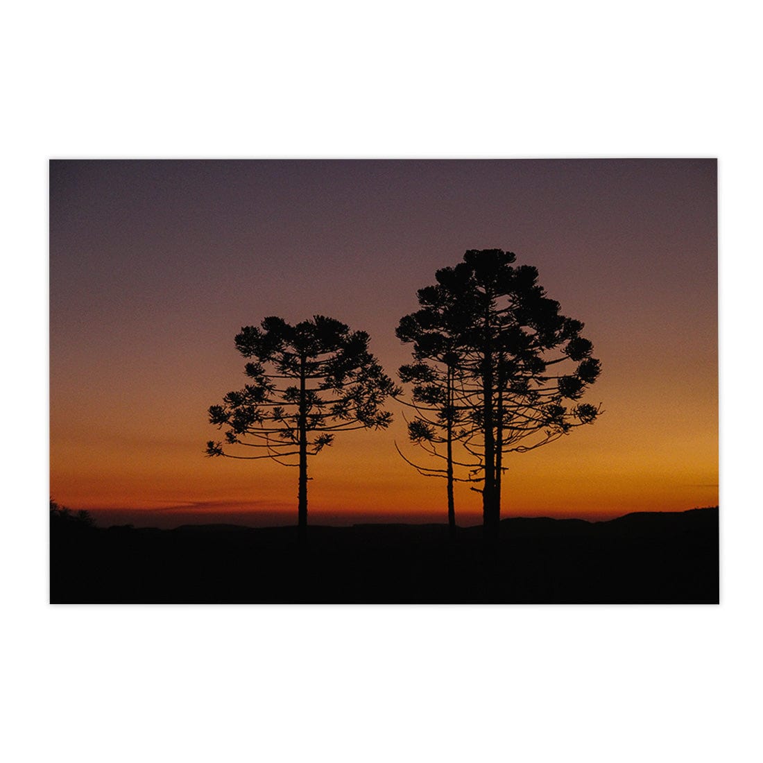 Quadro Decorativo Araucária | Crônicas na Bagagem