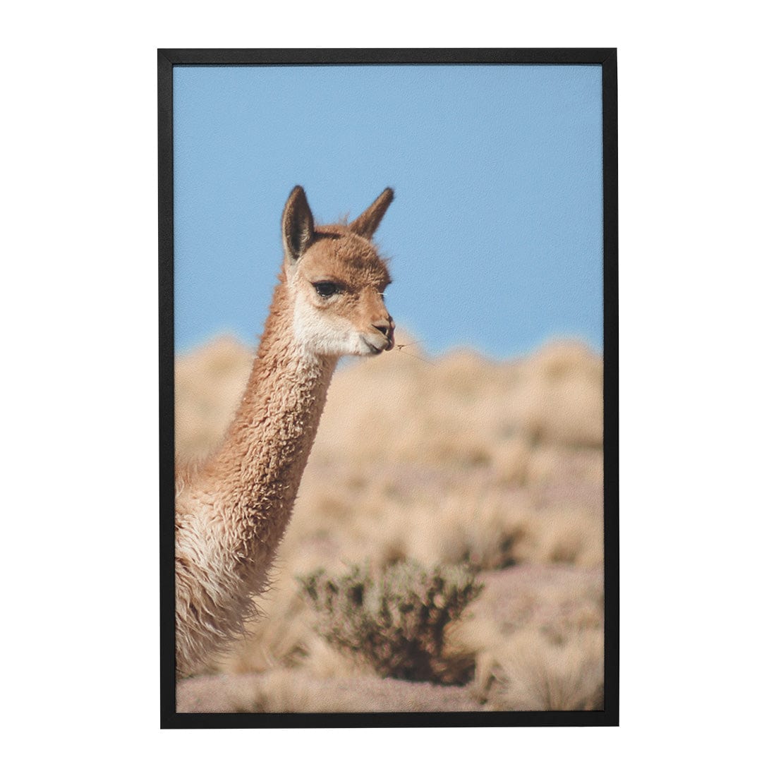 Quadro Decorativo Guanaco 4 | Crônicas na Bagagem