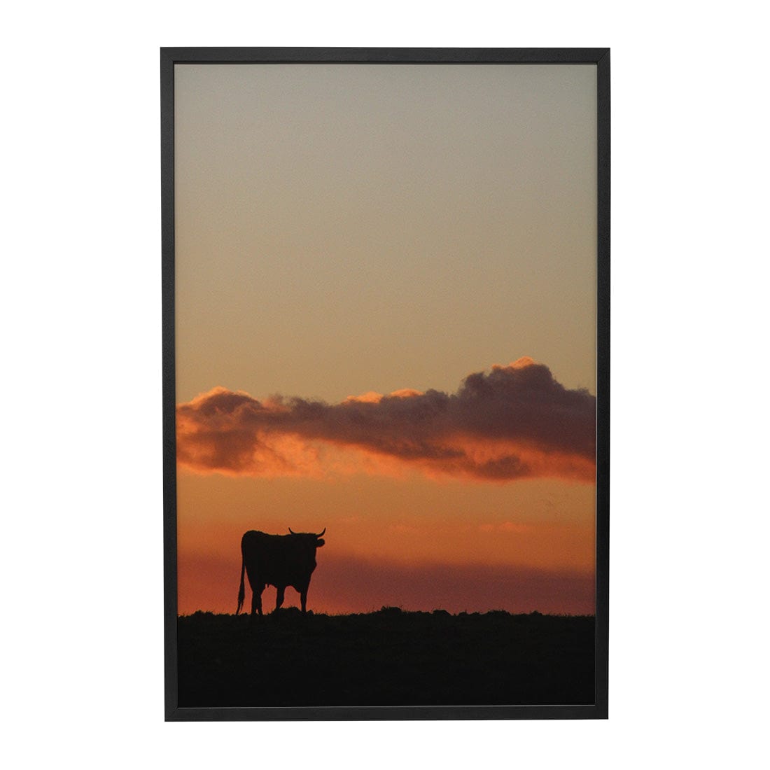 Quadro Decorativo Boi | Crônicas na Bagagem