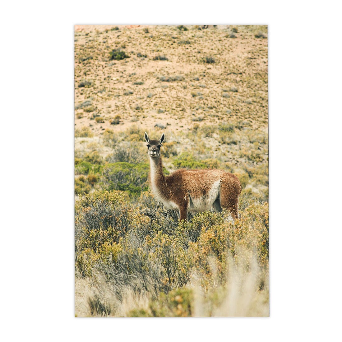 Quadro Decorativo Guanaco 2 | Crônicas na Bagagem