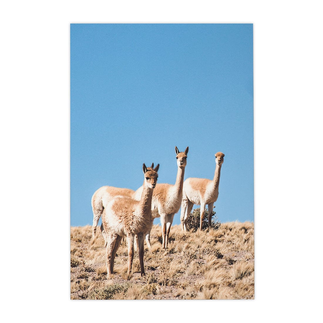 Quadro Decorativo Guanaco 3 | Crônicas na Bagagem