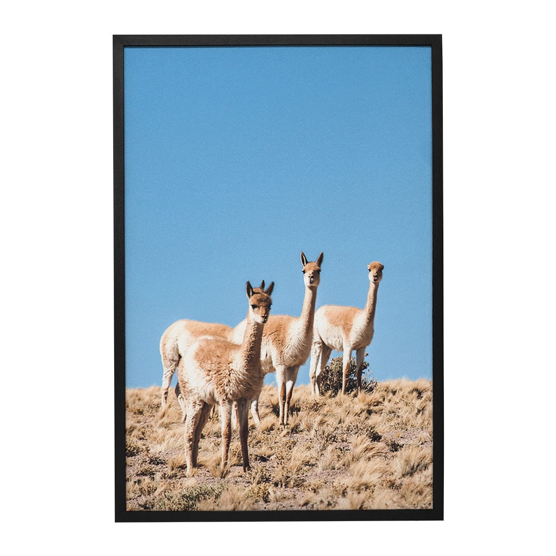 Quadro Decorativo Guanaco 3 | Crônicas na Bagagem