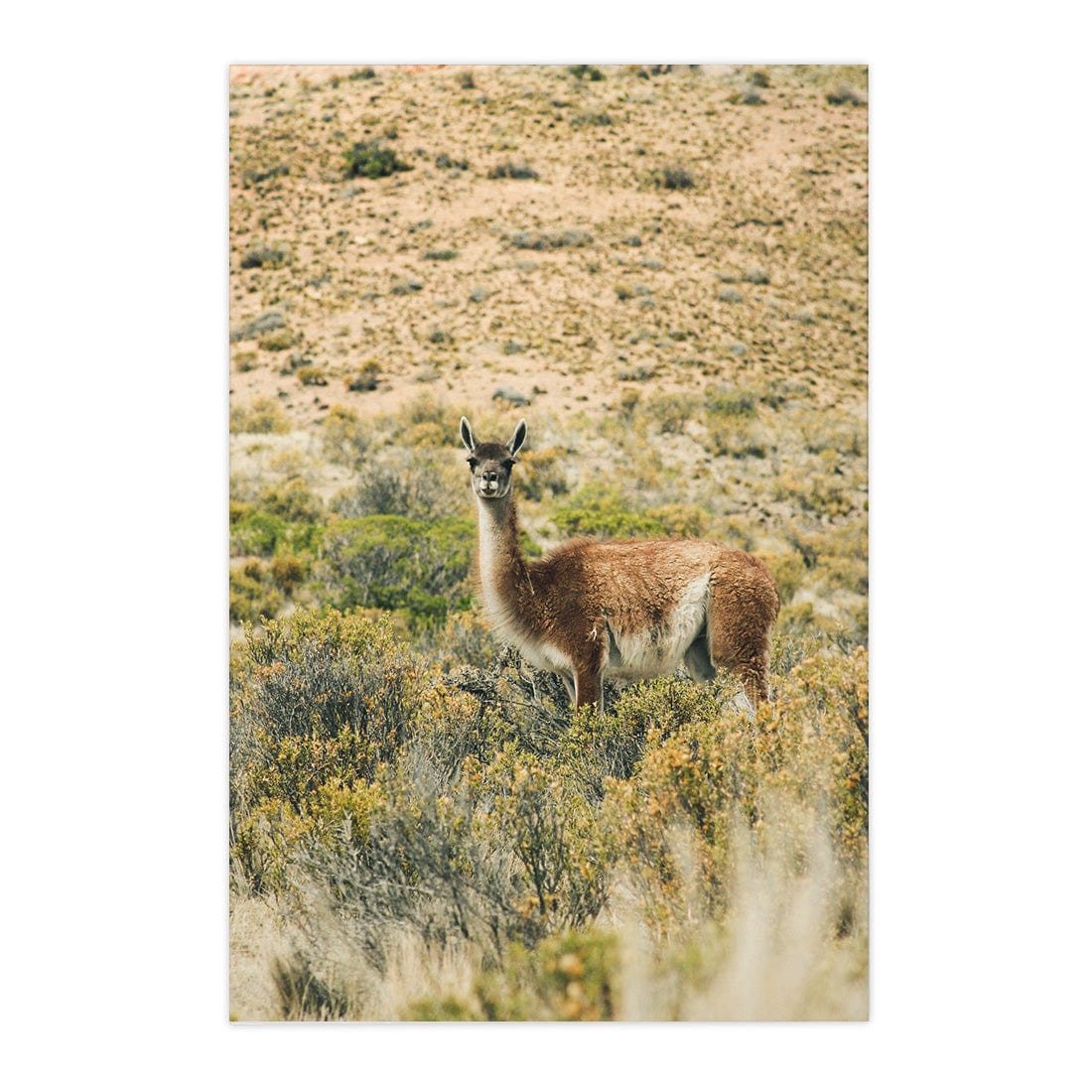 Quadro Decorativo Guanaco 2 | Crônicas na Bagagem