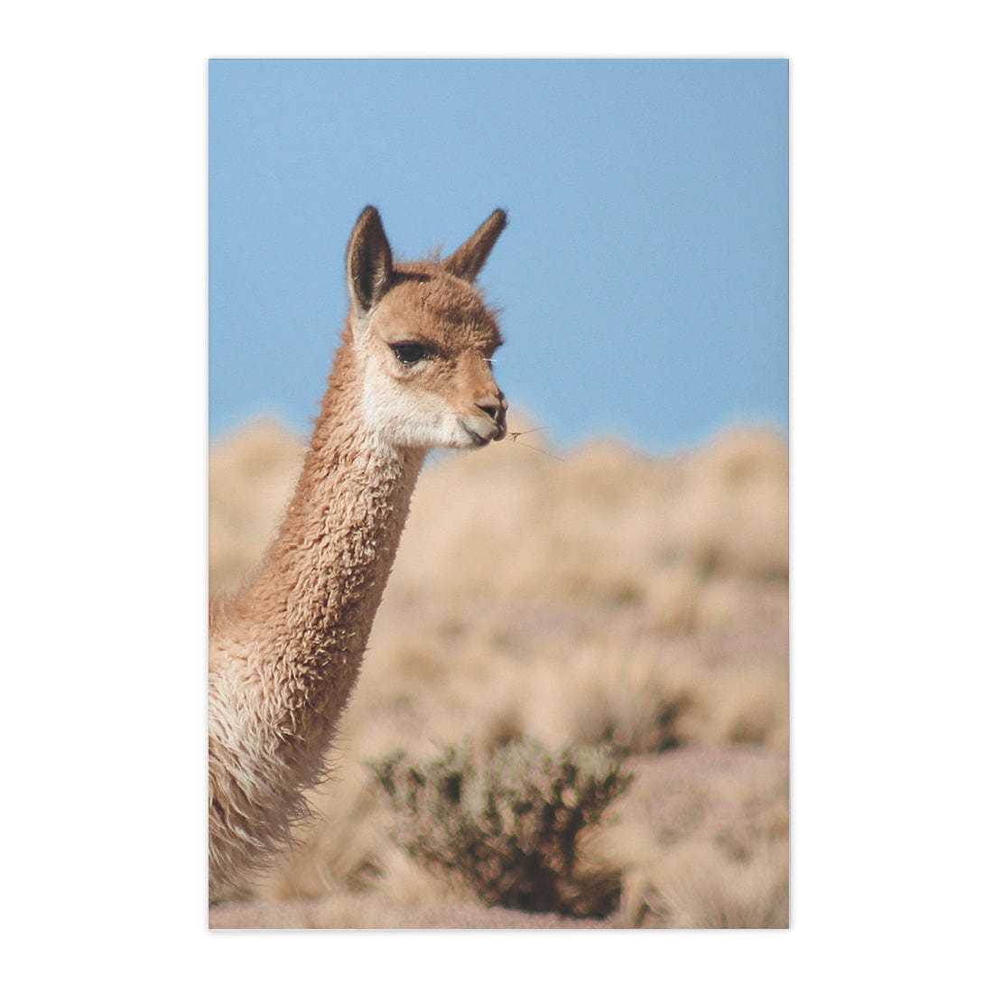 Quadro Decorativo Guanaco 4 | Crônicas na Bagagem