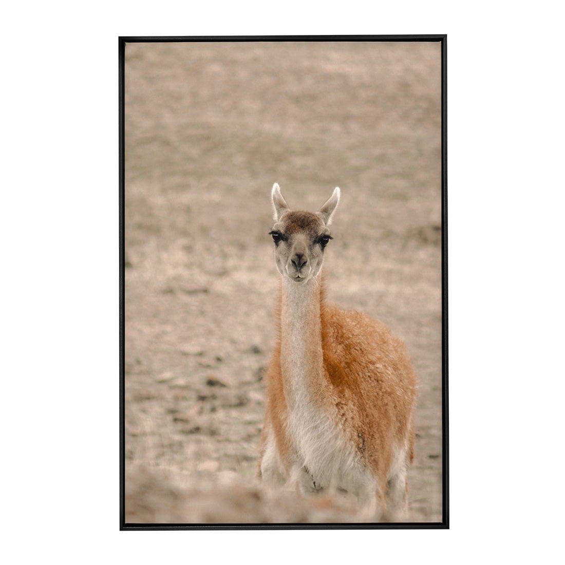 Quadro Decorativo Guanaco 1 | Crônicas na Bagagem