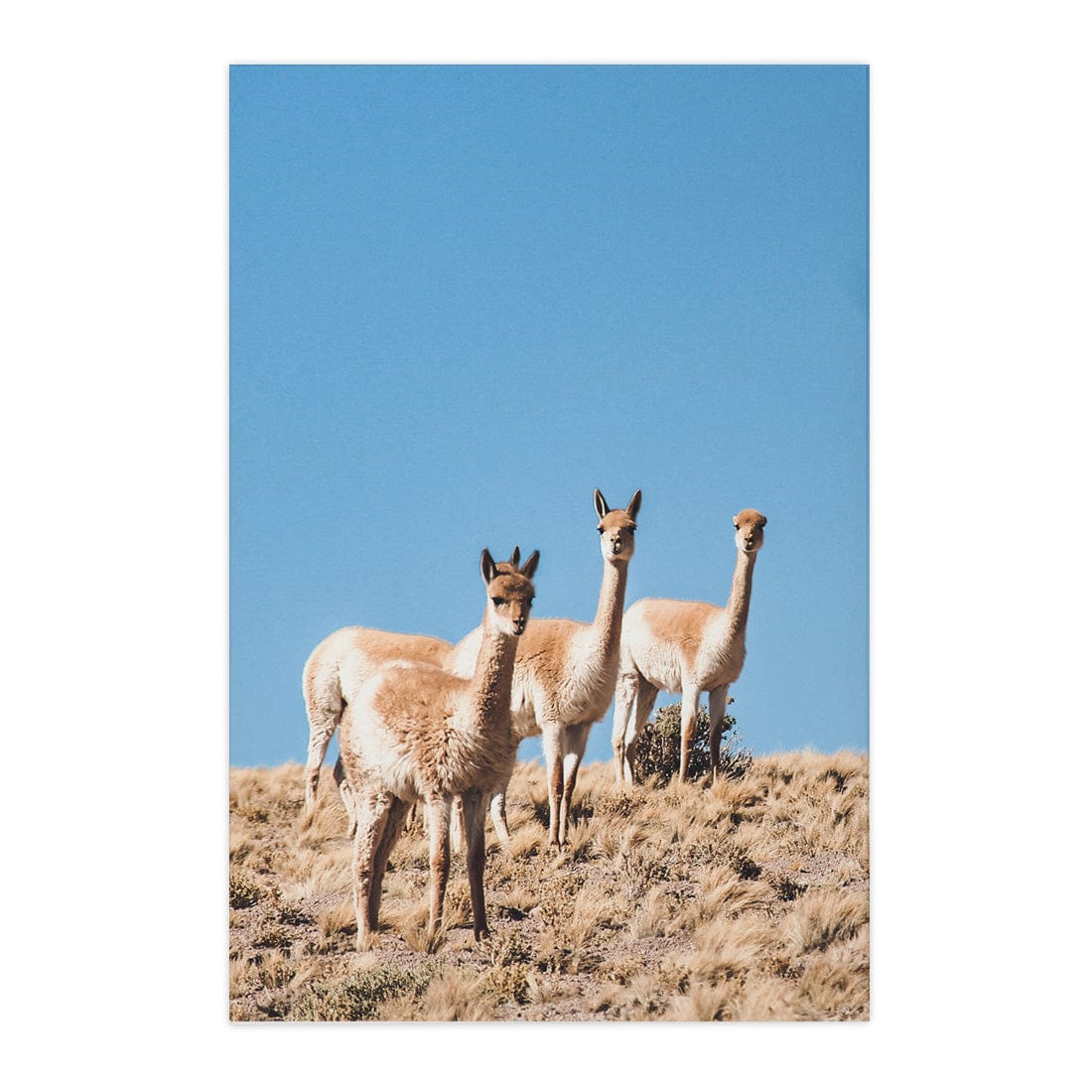 Quadro Decorativo Guanaco 3 | Crônicas na Bagagem