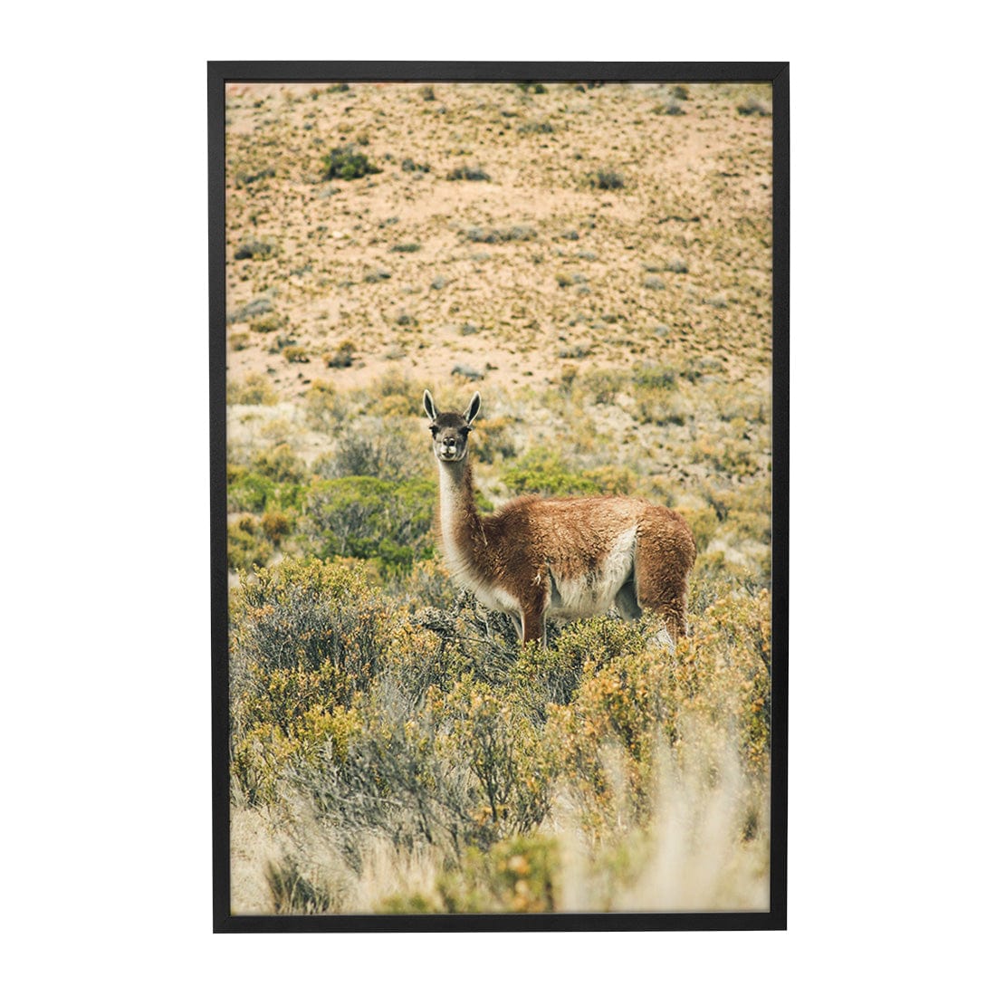 Quadro Decorativo Guanaco 2 | Crônicas na Bagagem