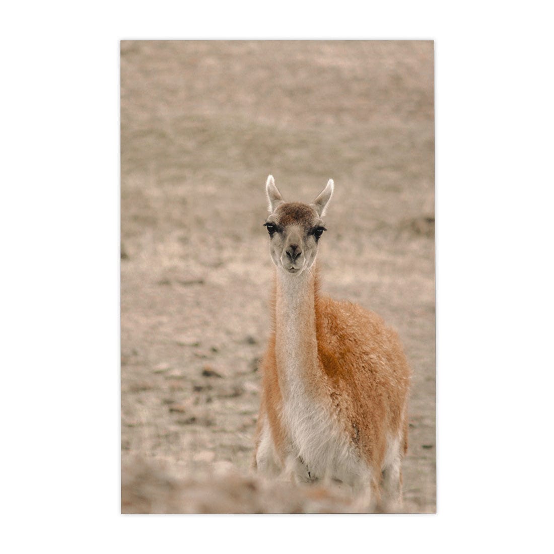 Quadro Decorativo Guanaco 1 | Crônicas na Bagagem