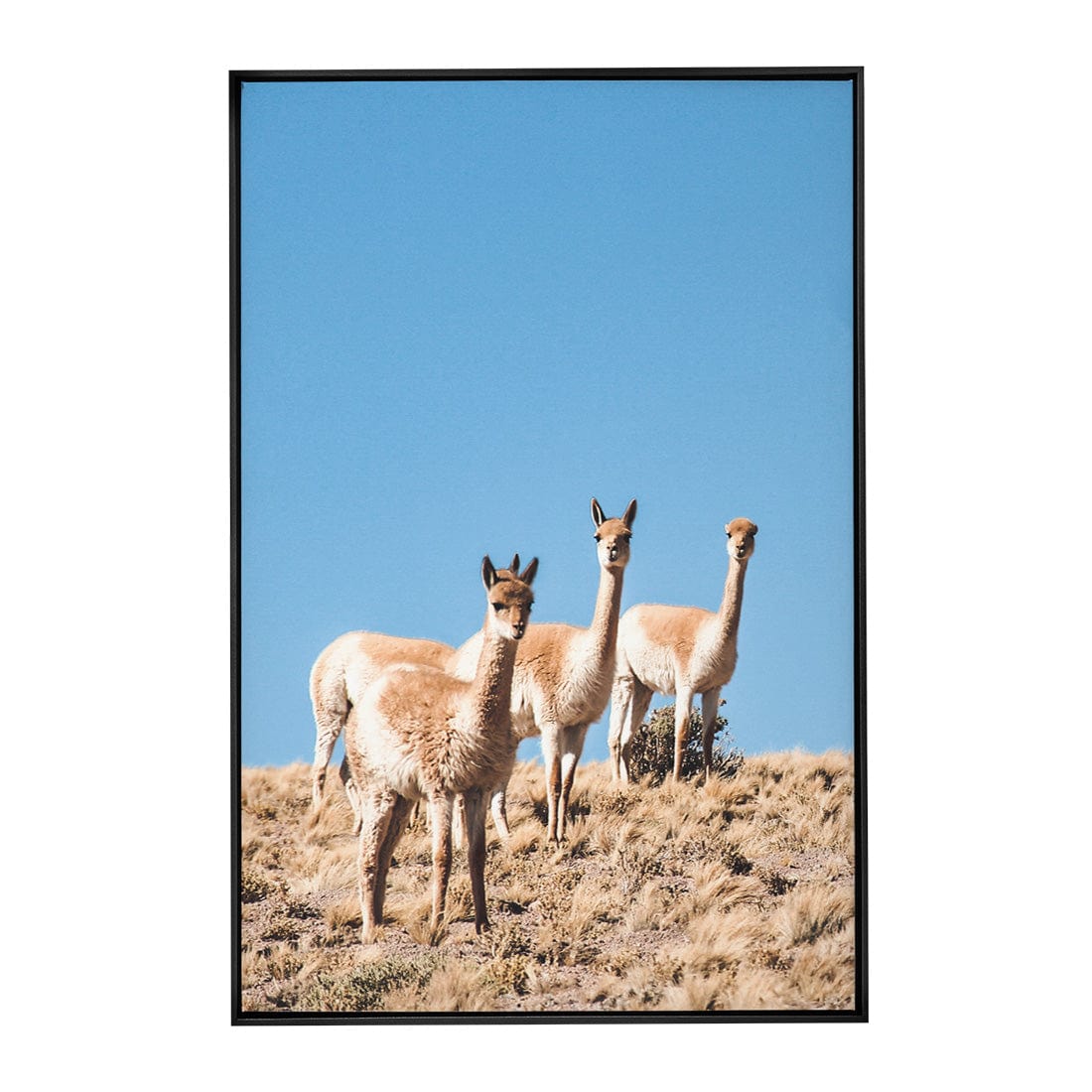 Quadro Decorativo Guanaco 3 | Crônicas na Bagagem