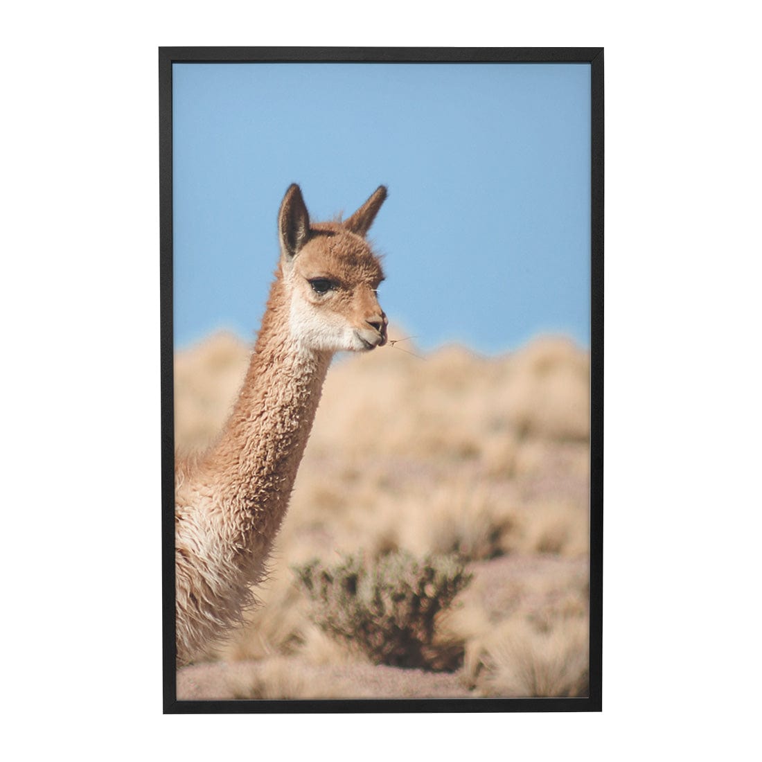 Quadro Decorativo Guanaco 4 | Crônicas na Bagagem