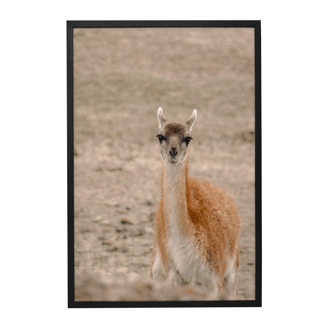 Quadro Decorativo Guanaco 1 | Crônicas na Bagagem