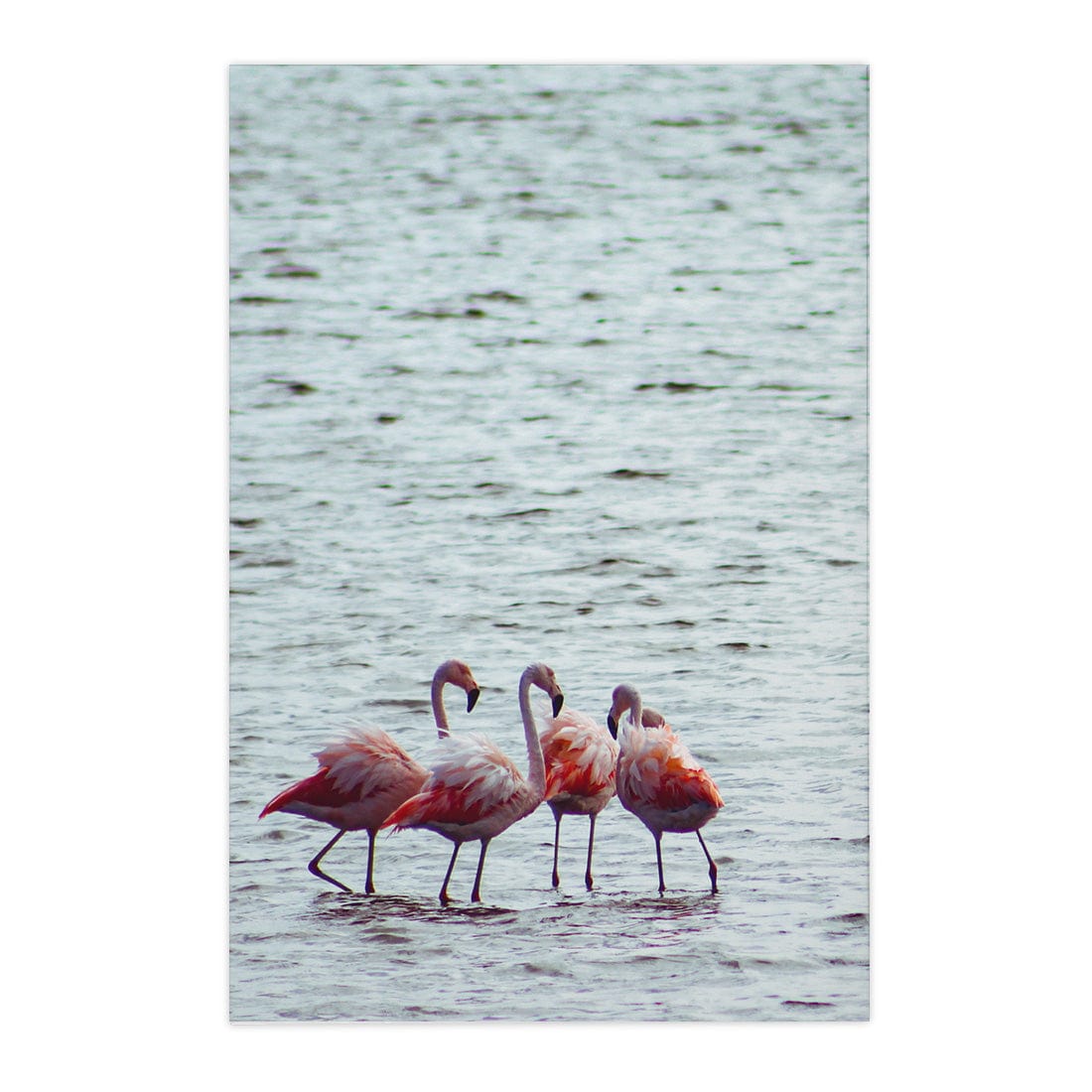 Quadro Decorativo Flamingo | Crônicas na Bagagem