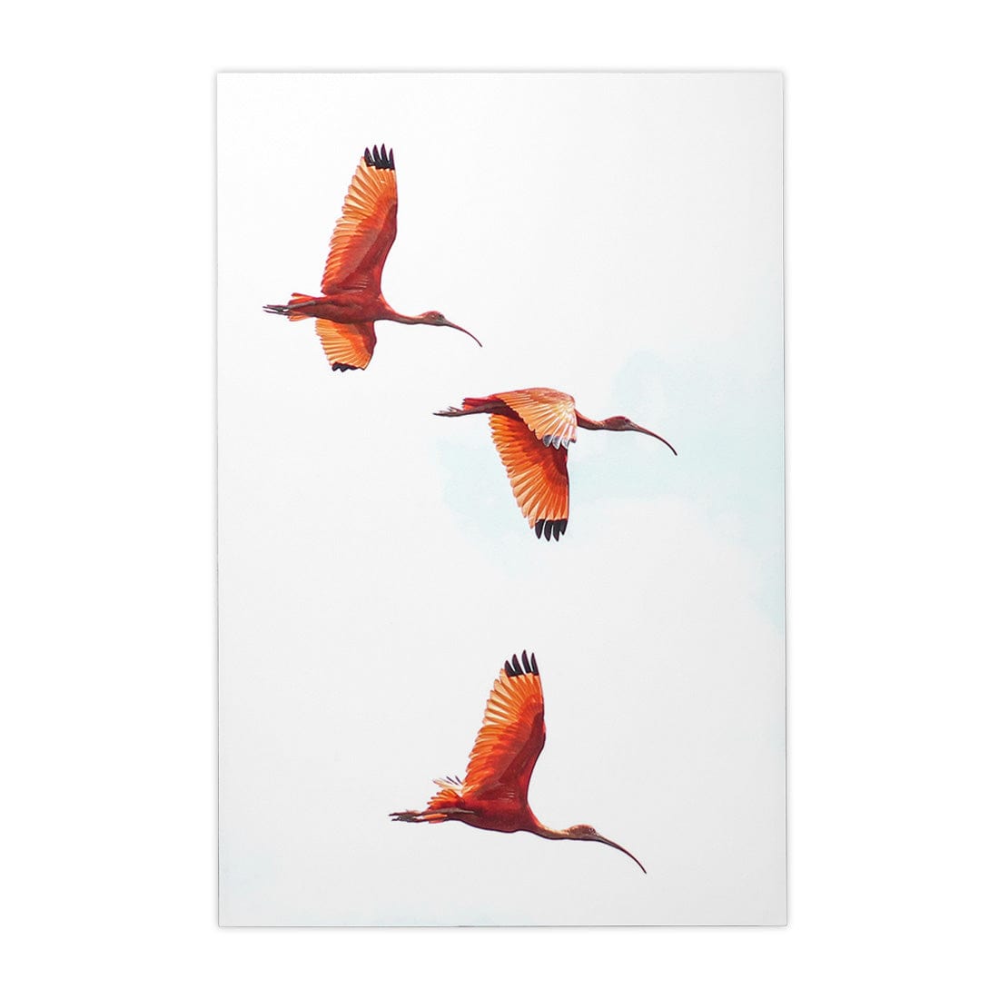 Quadro Decorativo Guará | Crônicas na Bagagem
