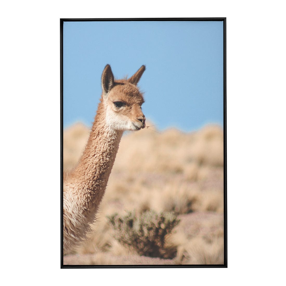 Quadro Decorativo Guanaco 4 | Crônicas na Bagagem