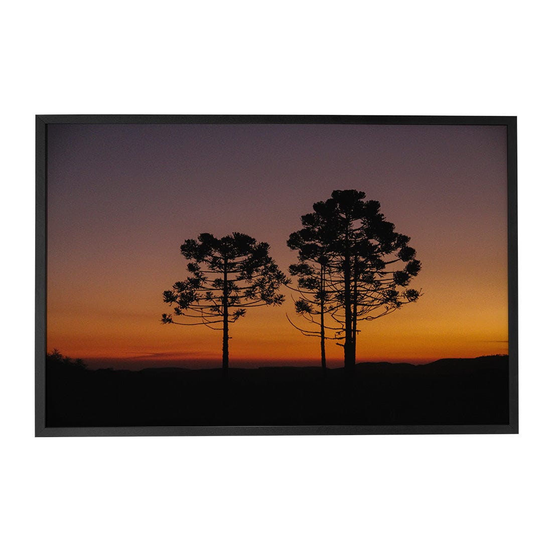 Quadro Decorativo Araucária | Crônicas na Bagagem