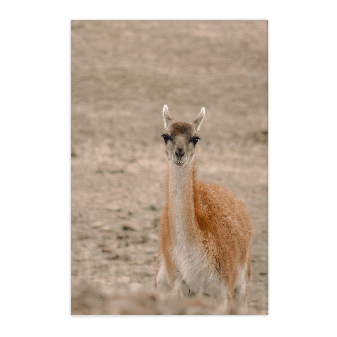 Quadro Decorativo Guanaco 1 | Crônicas na Bagagem