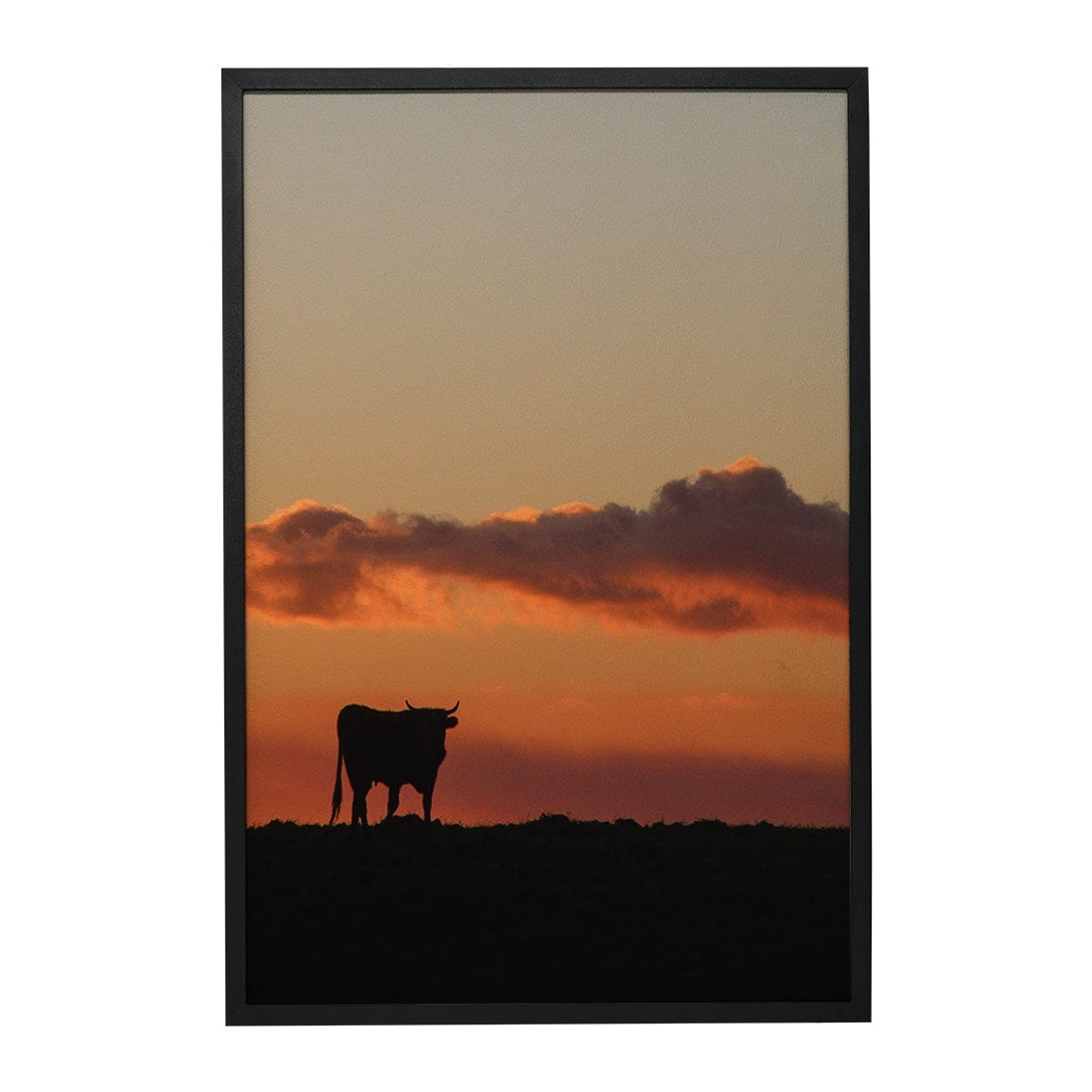 Quadro Decorativo Boi | Crônicas na Bagagem