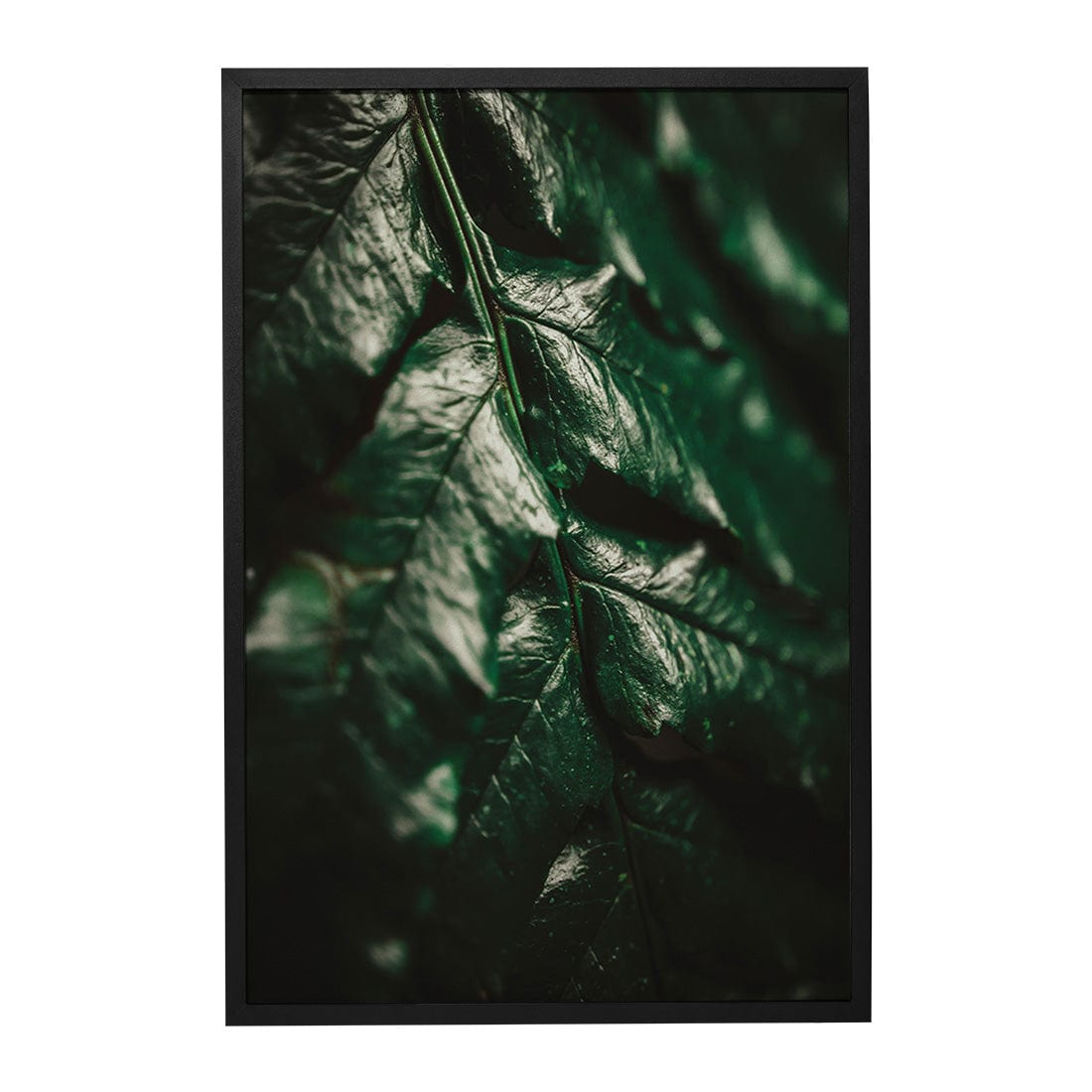 Quadro Decorativo Folhas 1 | Albori Ribeiro