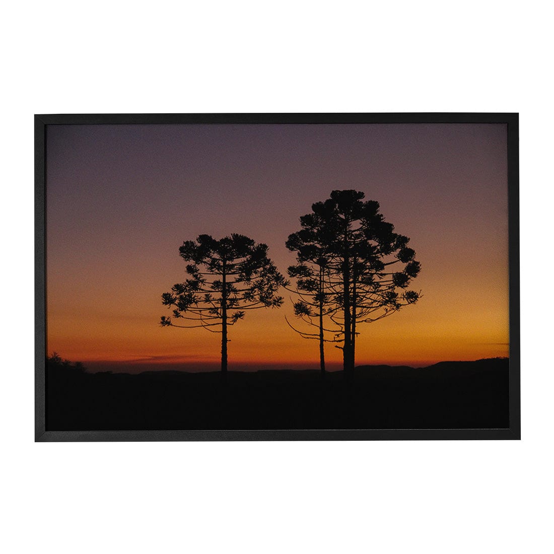 Quadro Decorativo Araucária | Crônicas na Bagagem