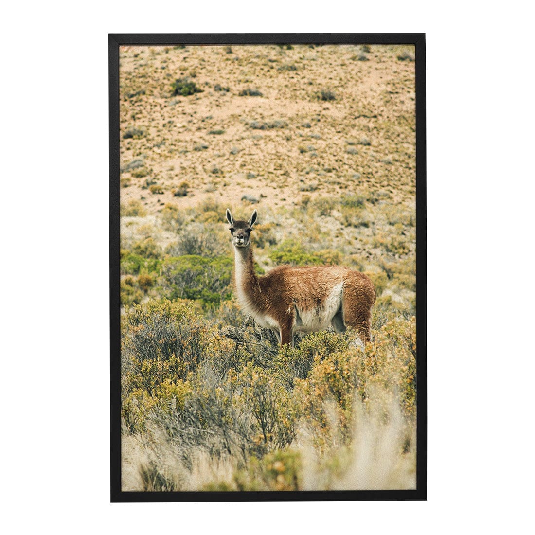 Quadro Decorativo Guanaco 2 | Crônicas na Bagagem