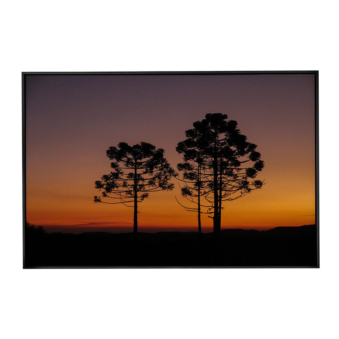 Quadro Decorativo Araucária | Crônicas na Bagagem