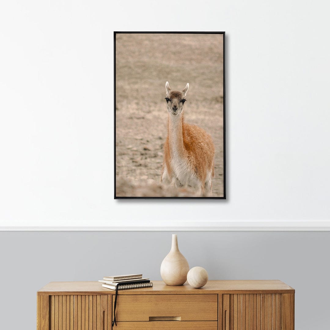 Quadro Decorativo Guanaco 1 | Crônicas na Bagagem