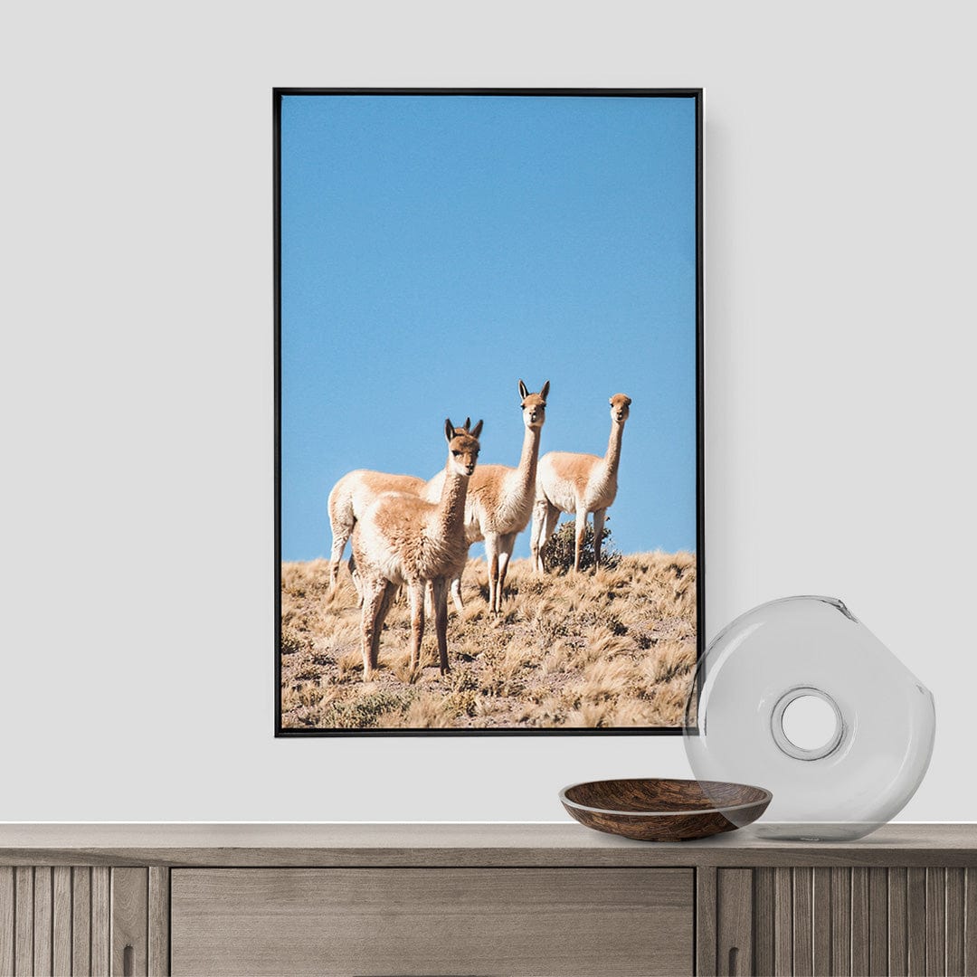 Quadro Decorativo Guanaco 3 | Crônicas na Bagagem