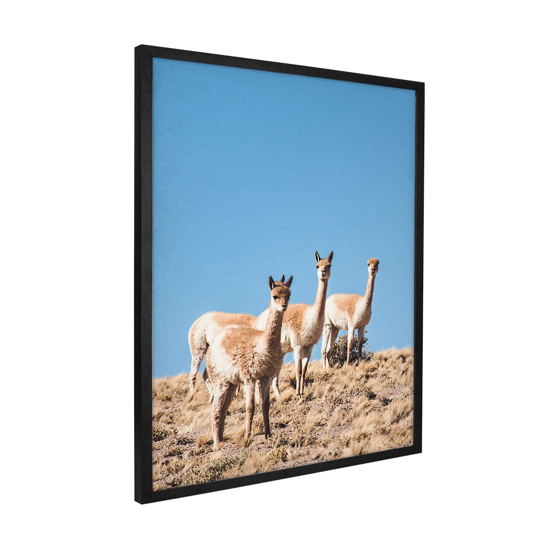 Quadro Decorativo Guanaco 3 | Crônicas na Bagagem