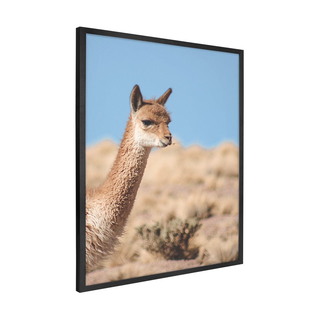 Quadro Decorativo Guanaco 4 | Crônicas na Bagagem