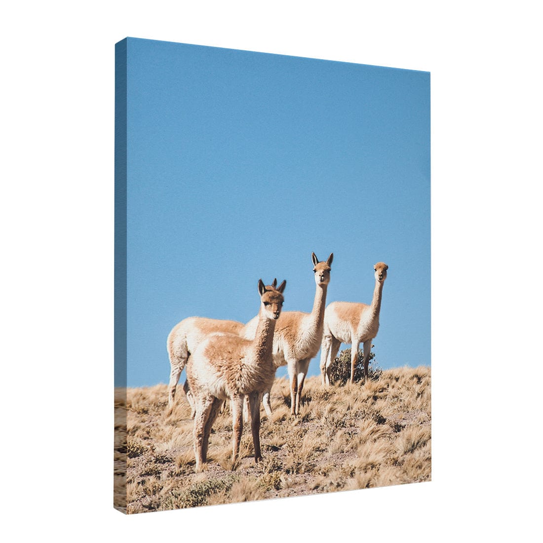 Quadro Decorativo Guanaco 3 | Crônicas na Bagagem