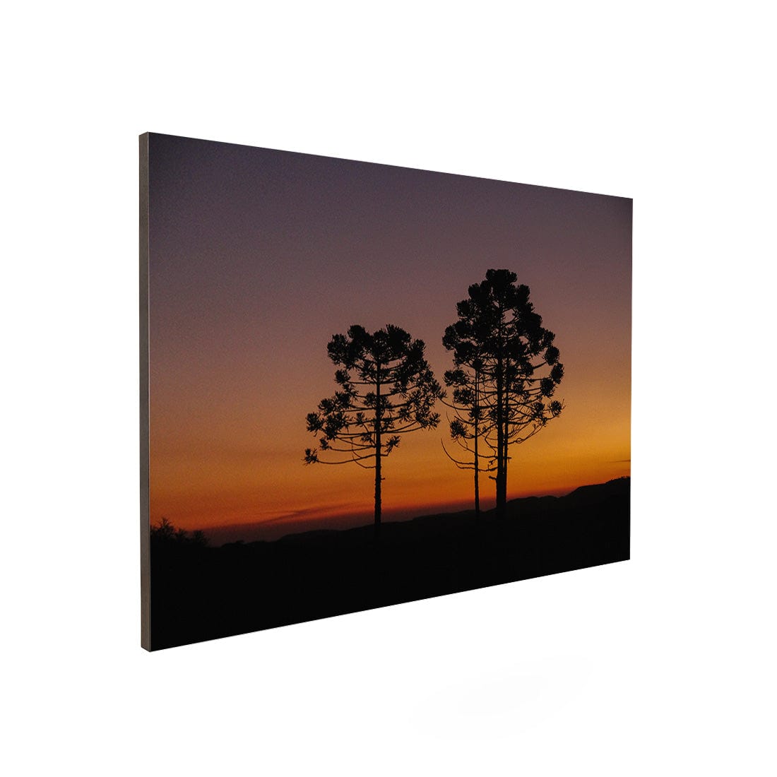Quadro Decorativo Araucária | Crônicas na Bagagem