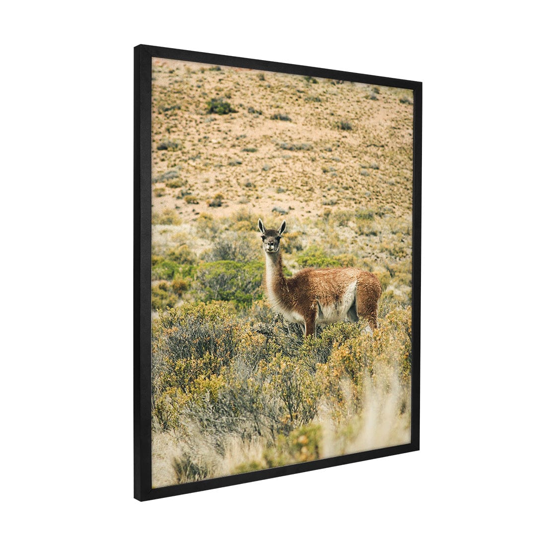 Quadro Decorativo Guanaco 2 | Crônicas na Bagagem