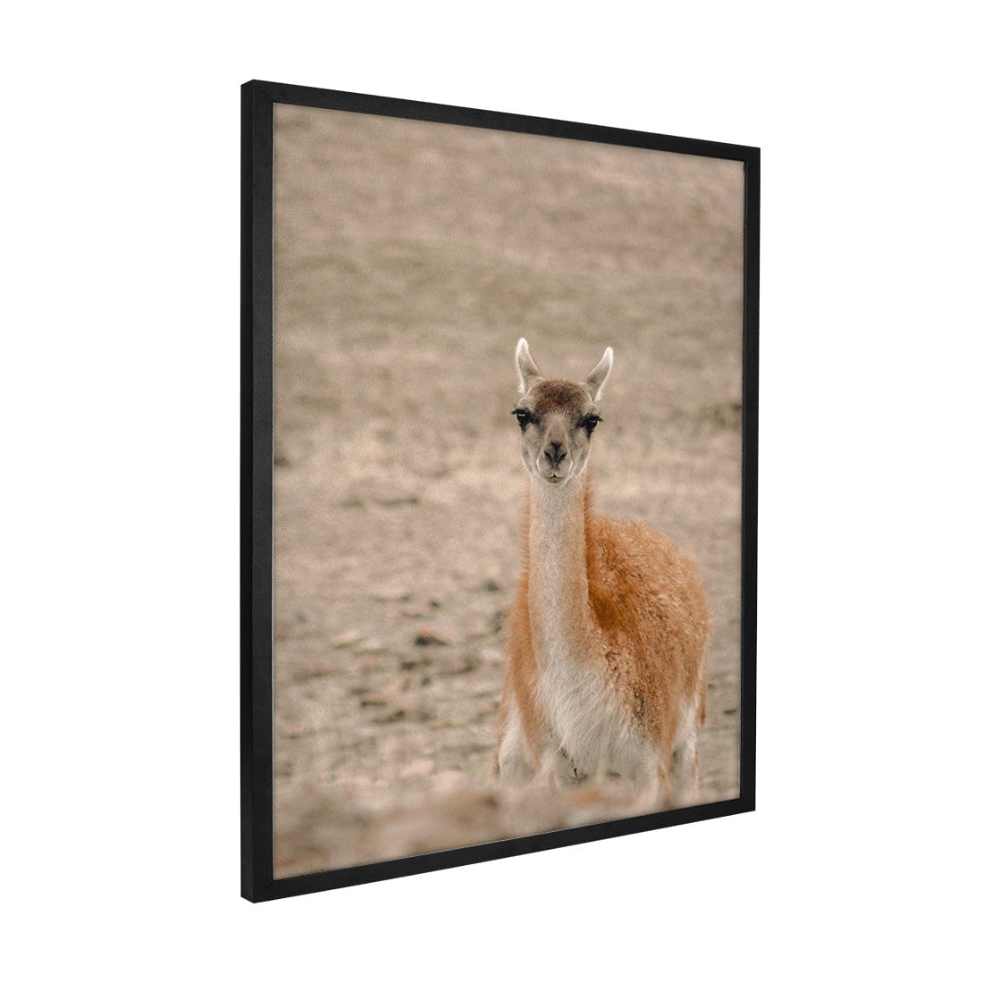 Quadro Decorativo Guanaco 1 | Crônicas na Bagagem