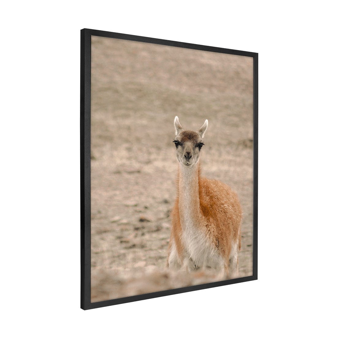 Quadro Decorativo Guanaco 1 | Crônicas na Bagagem