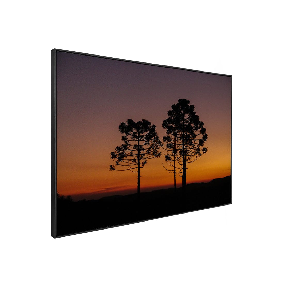 Quadro Decorativo Araucária | Crônicas na Bagagem