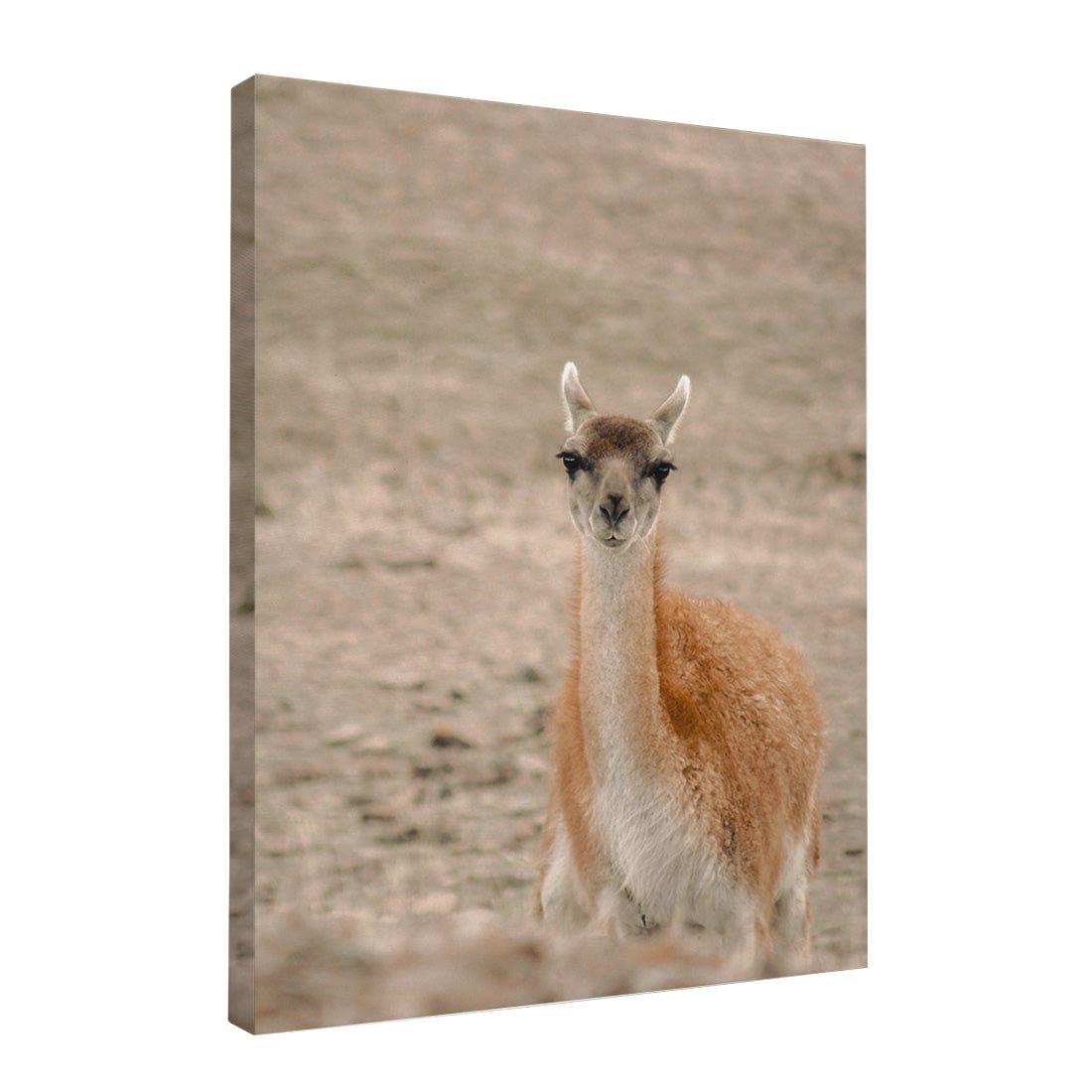 Quadro Decorativo Guanaco 1 | Crônicas na Bagagem