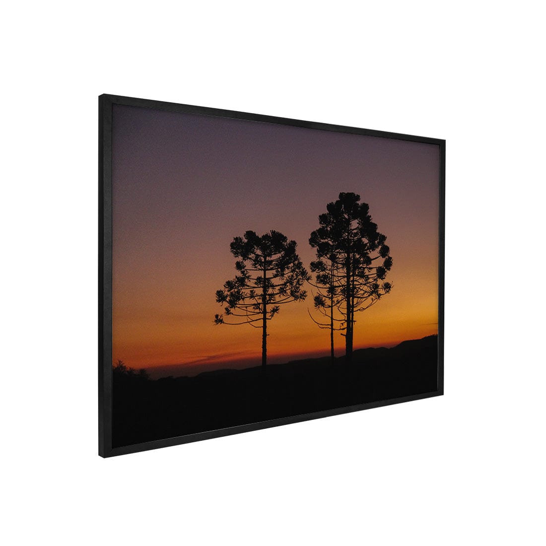 Quadro Decorativo Araucária | Crônicas na Bagagem