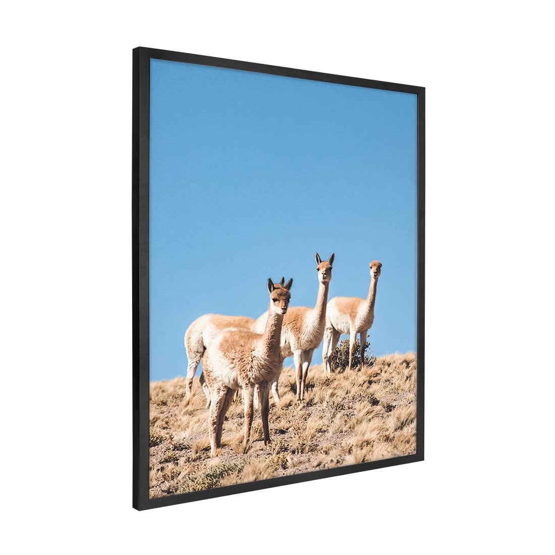 Quadro Decorativo Guanaco 3 | Crônicas na Bagagem