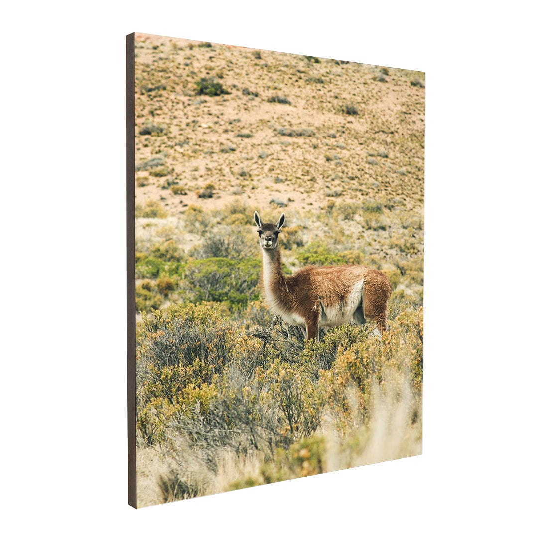 Quadro Decorativo Guanaco 2 | Crônicas na Bagagem