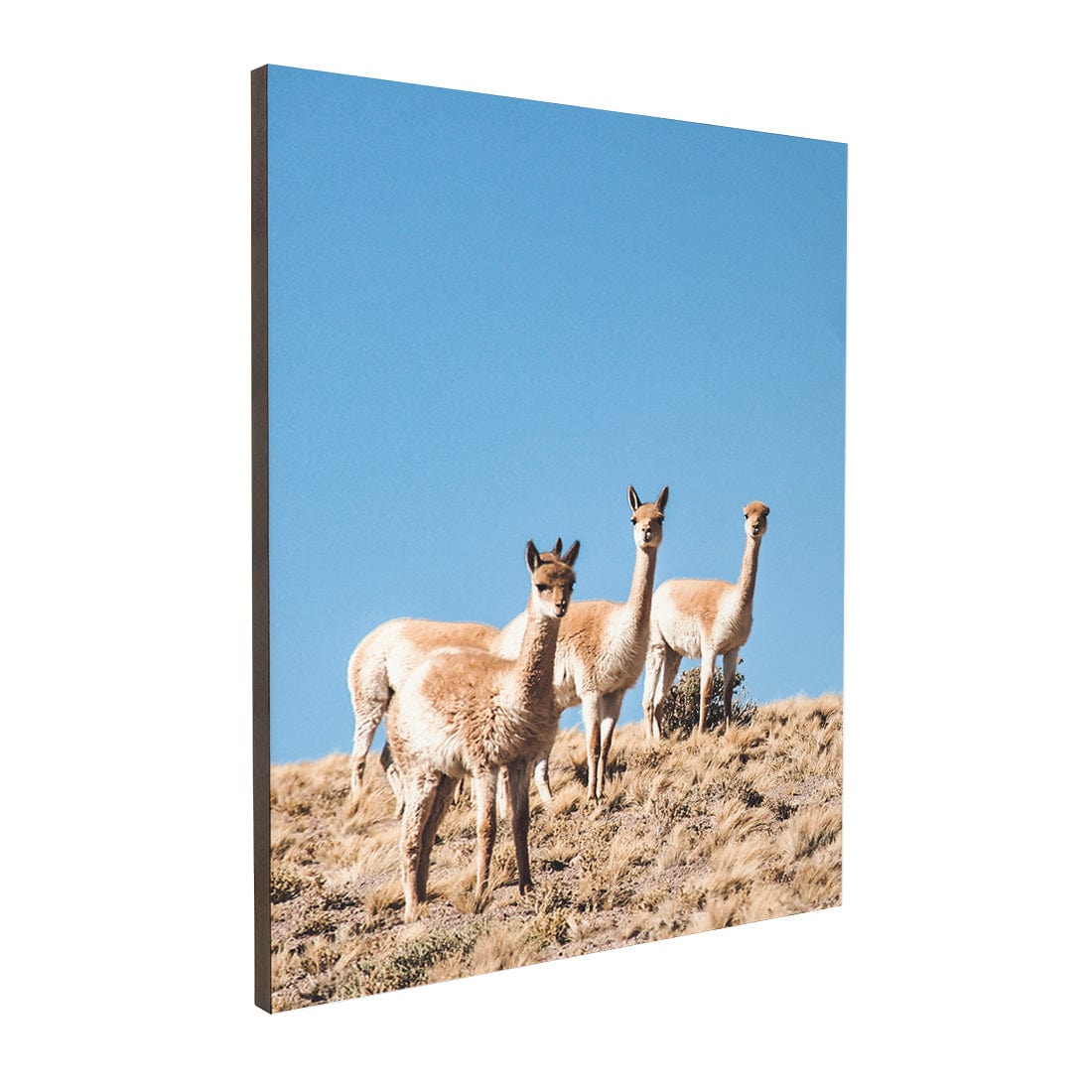 Quadro Decorativo Guanaco 3 | Crônicas na Bagagem