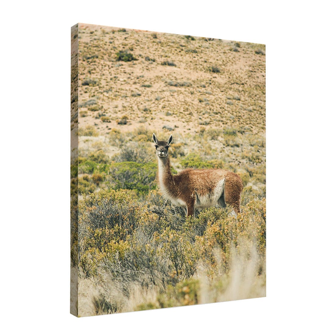 Quadro Decorativo Guanaco 2 | Crônicas na Bagagem