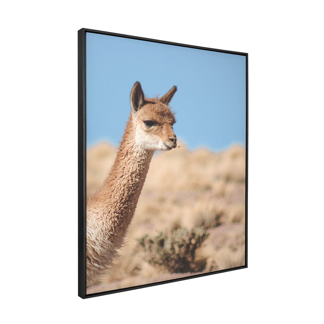 Quadro Decorativo Guanaco 4 | Crônicas na Bagagem