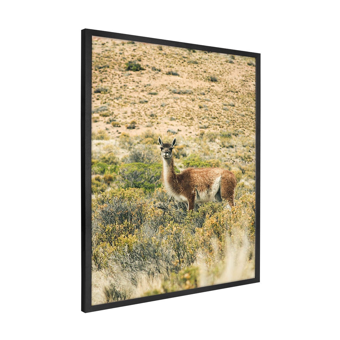 Quadro Decorativo Guanaco 2 | Crônicas na Bagagem
