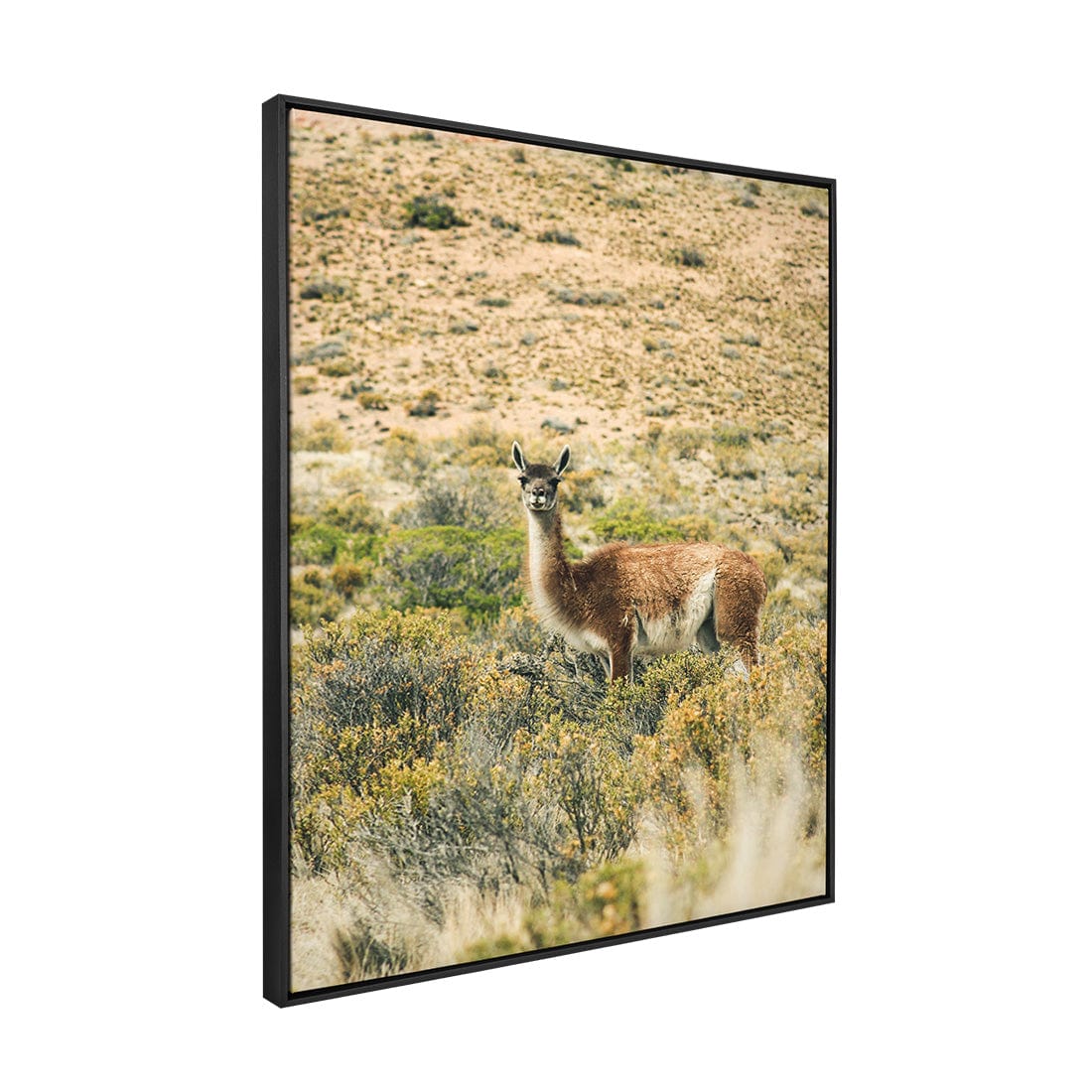 Quadro Decorativo Guanaco 2 | Crônicas na Bagagem