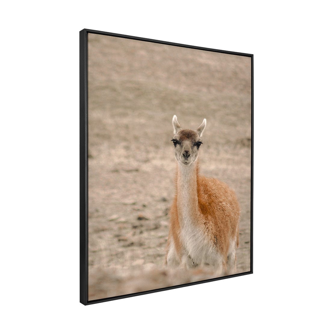 Quadro Decorativo Guanaco 1 | Crônicas na Bagagem