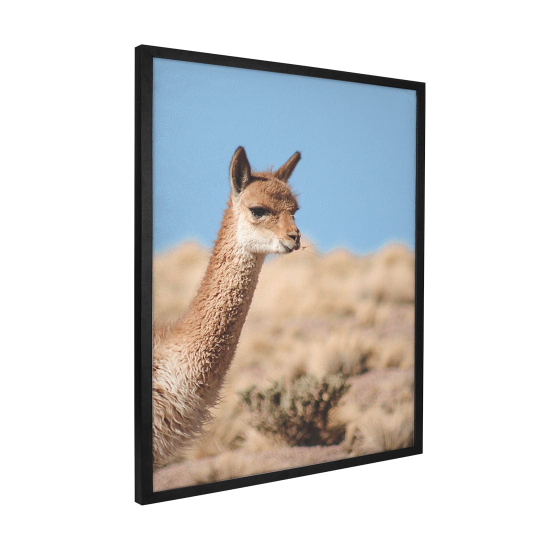 Quadro Decorativo Guanaco 4 | Crônicas na Bagagem